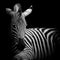 A Headshot of a Burchell\'s Zebra
