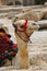Headshot of a camel.