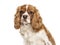 Headshot of a Cavalier King Charles, isolated