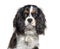 Headshot of a Cavalier King Charles, isolated