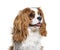 Headshot of a Cavalier King Charles Spaniel, isolated