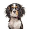 Headshot of a Cavalier King Charles Spaniel, isolated