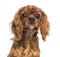 Headshot of a Cavalier King Charles Spaniel puppy (5 months old)