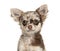 Headshot of a Chihuahua, isolated