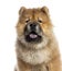 Headshot of a Chow Chow (7 months old)