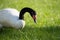Headshot close up of a black neck swan searching for food on a green grass meadow