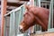 Headshot closeup of a beautiful young horse in the barn