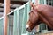 Headshot closeup of a beautiful young horse in the barn