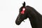 Headshot closeup of a purebred friesian horse