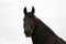 Headshot closeup of a purebred friesian horse