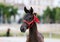 Headshot closeup of a purebred friesian horse