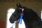 Headshot closeup of a purebred friesian horse