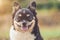 Headshot of cute Chihuahua dog on blur background