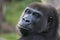 Headshot of a Dangerous gorilla