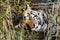 Headshot of a dozing Tiger