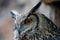 Headshot of an European eagle-owl Bubo bubo