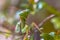 Headshot of European praying mantis