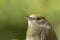 Headshot  of a female Eurasian blackcap while a scientist is holding it during a bird ringing session