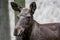 Headshot of a female western moose