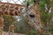 Headshot of a giraffe beyond a wire mesh in a zoo