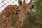 Headshot of a giraffe beyond a wire mesh in a zoo