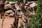 Headshot of Giraffe at Cheyenne Mountain Zoo