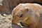 Headshot of a gopher or ground squirrel