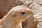 Headshot of a gopher or ground squirrel