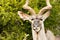 Headshot of a Greater Kudu