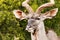 Headshot of a Greater Kudu