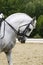 Headshot of a grey dressage sport horse in action
