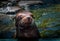 Headshot of the harbor seal in zoo.