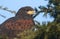 A headshot of a Harris Hawk Parabuteo unicinctus perched in a pine tree.