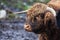 Headshot of a Highland Bull