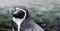 Headshot of a Humboldt Penguin at conservation site in a zoo