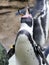 Headshot of a Humboldt Penguin at consevation site in a zoo