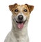 Headshot of a Jack Russell Terrier (18 months old)