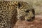 Headshot of Leopard with long whiskers