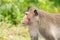 Headshot of Long-tailed Macaque Mother monkey Crab-eating macaq