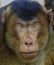 Headshot of the macaque monkey