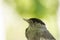 Headshot  of a male Eurasian blackcap while a scientist is holding it during a bird ringing session