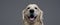 Headshot of a obedient funny dog in studio with gray background