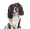 Headshot of a Panting Cavalier King Charles, isolated