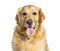 Headshot of a panting Golden Retriever, isolated