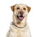 Headshot of a panting Labrador, isolated