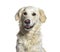 Headshot of a Panting yellow Golden Retriever