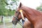 Headshot portrait close up of an award winner chestnut