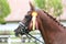 Headshot portrait close up of an award winner chestnut