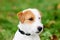 Headshot portrait of cute fluffy Jack Russell Terrier dog