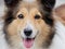 Headshot portrait of a cute shetland sheepdog, faithful and smiling expression